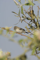 : Sporopipes squamifrons; Scaly Feathered Finch