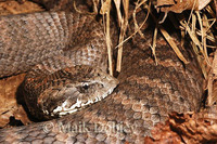 : Acanthophis antarcticus; Deathadder