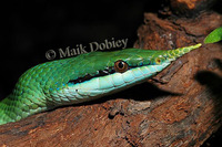 : Rhynchophis boulengeri; Vietnamese Longnose Snake