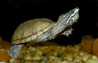 : Sternotherus odoratus; Eastern Musk Turtle