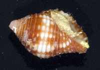 : Mitra cucumerina