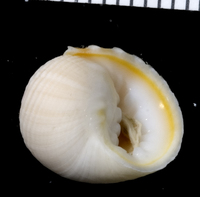 : Nerita plicata