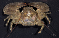 : Petrolisthes