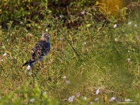 Eastern Marsh-Harrier Scientific name - Circus spilonotus