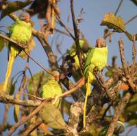 Slaty-headed Parakeet (Psittacula himalayana) 2005. január 10. Corbett Tiger Reserve (Dhikala)