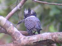 Crested Kingfisher (Megaceryle lugubris) 2005. január 11. Corbett Tiger Reserve, Quality Inn