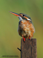 Common Kingfisher Scientific Name - Alcedo atthis