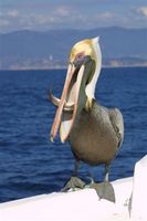Brown Pelican, Mexico, Acapolco January 2002 © Terry Lunn from the Surfbirds Galleries