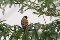 Black headed Bunting