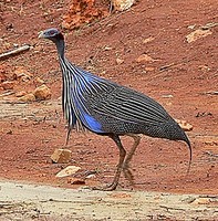 ...The bizarre Vulturine Guineafowl can often be found in good numbers in the thick thorn bush that