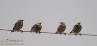 Fig.02 은빛(비단)찌르레기(Red-Billed)Silky Starling;