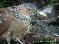 Malayan Night Heron » Gorsachius melanolophus