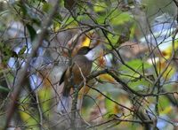 ノドジロガビチョウ White-throated Laughingthrush Garrulax albogularis