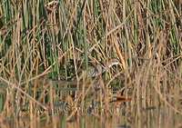 Little Crake (Porzana parva)