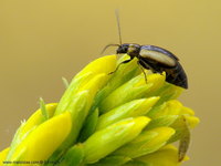 Calomicrus circumfusus