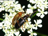 Orsodacne cerasi