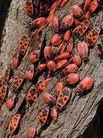 Pyrrhocoris apterus