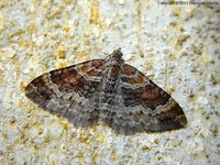 Xanthorhoe spadicearia - Red Twin-spot Carpet