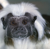 Cotton-top tamarin (Saguinus oedipus)