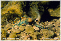Etheostoma spectabile, Orangethroat darter: