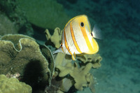 Chelmon rostratus, Copperband butterflyfish: fisheries, aquarium