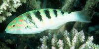Thalassoma hardwicke, Sixbar wrasse: fisheries, aquarium