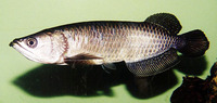 Scleropages jardinii, Australian bonytongue: aquaculture, gamefish, aquarium