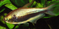 Nematobrycon palmeri, Emperor tetra: aquarium