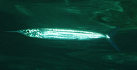 Hyporhamphus dussumieri, Dussumier's halfbeak: fisheries