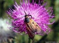 Zygaena laeta - Bloodword Burnet