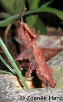 Phyllocrania paradoxa