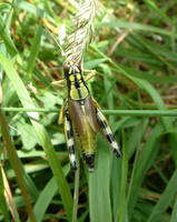 Miramella alpina