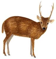 Image of: Axis porcinus (hog deer)