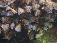 Dreissena polymorpha - zebra mussel