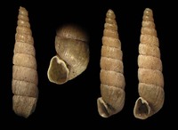 Balea perversa