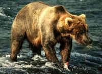 Image of: Ursus arctos (brown bear)