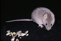 Image of: Zygodontomys brevicauda (short-tailed cane mouse)