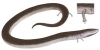 Image of: Amphiuma tridactylum (three-toed amphiuma)