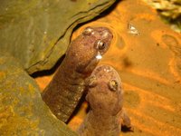 Desmognathus fuscus - Northern Dusky Salamander