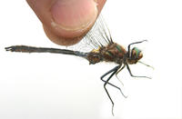 Image of: Cordulia shurtleffii
