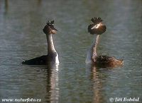 Podiceps cristatus - Great Crested Grebe