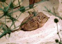 Macroscelides proboscideus - Round-eared Elephant Shrew