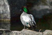 Image of: Anas falcata (falcated duck)