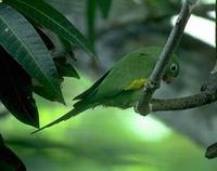 Image of: Brotogeris versicolurus (canary-winged parakeet)