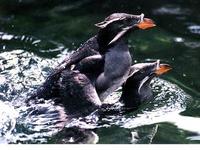 Image of: Cerorhinca monocerata (rhinoceros auklet)