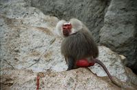 Papio hamadryas - Hamadryas Baboon