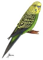 Image of: Melopsittacus undulatus (budgerigar)