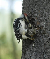 Image of: Picoides villosus (hairy woodpecker)