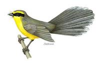 Image of: Rhipidura hypoxantha (yellow-bellied fantail)