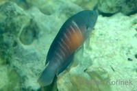 Labracinus cyclophthalmus - Giant Dottyback